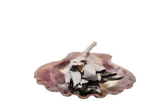 Sage & Sea Shell