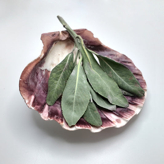 Sage & Sea Shell